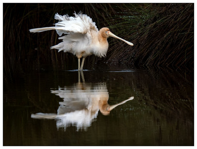 Yellow-billed Spoonbill-06282026.jpg