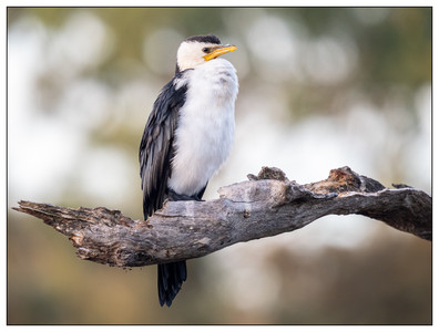 Birds of the World