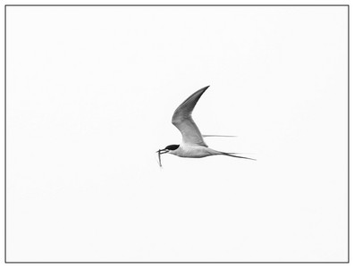 CaspianTern-03302024.jpg