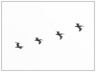 Pelicans-06142025.jpg