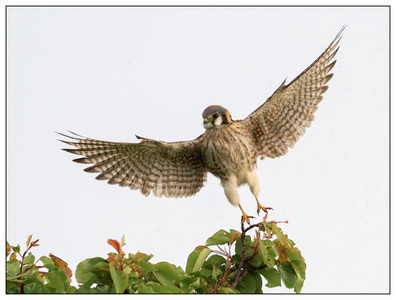 AmericanKestral-03102024.jpg