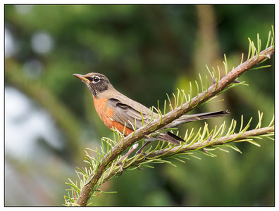 AmericanRobin-12032023.jpg