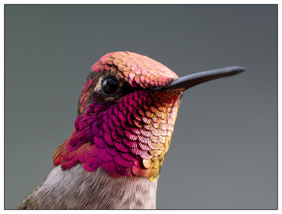 AnnasHummingbird-01222024.jpg