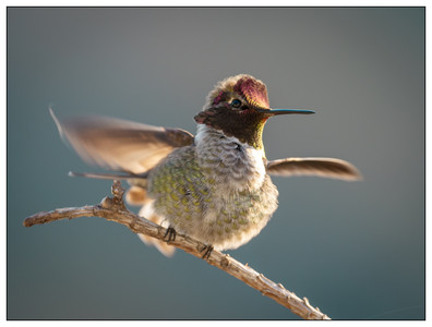 AnnasHummingbird-11262023.jpg