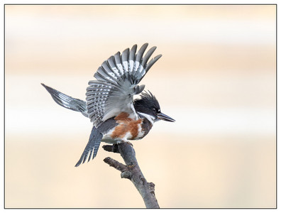 BeltedKingfisher-06302024-2.jpg