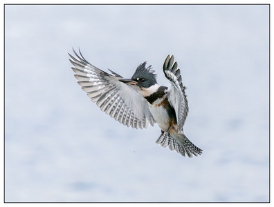 BeltedKingfisher-06302024-3.jpg