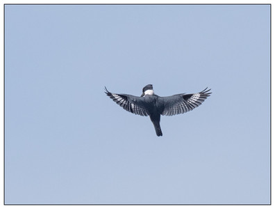 BeltedKingfisher-BIF-03302024.jpg