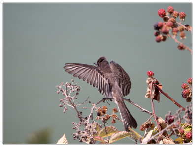 Black Phoebe-08042023.jpg