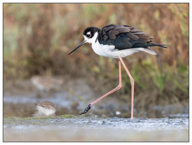 Black-necked Stilt-09152024.jpg