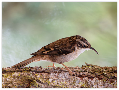 BrownCreeper-05162024.jpg