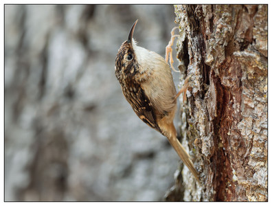 BrownCreeper2-05162024.jpg