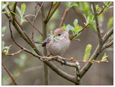 Bushtit-03172024.jpg