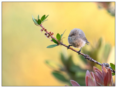 Bushtit-08312024.jpg