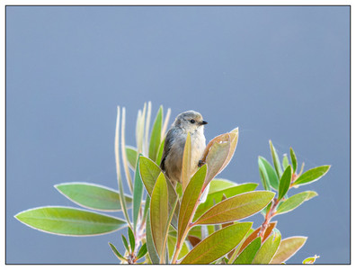 Bushtit-09132024.jpg