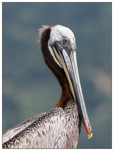 CaliforniaBrownPelican-05272024.jpg