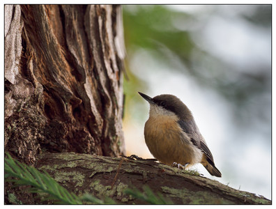 CedarBrestedNuthatch-12052023.jpg