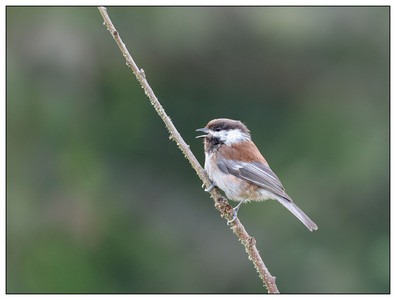 Chestnut-backed Chickadee-05062024.jpg