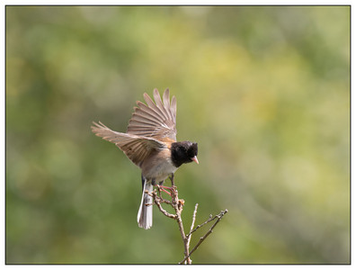 DarkEyedJunco-05122024.jpg