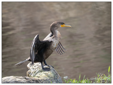 Double-crested Cormorant-01272024.jpg