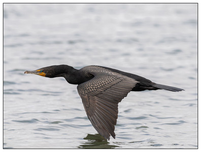 DoubleCrestedCormorant-05192024.jpg