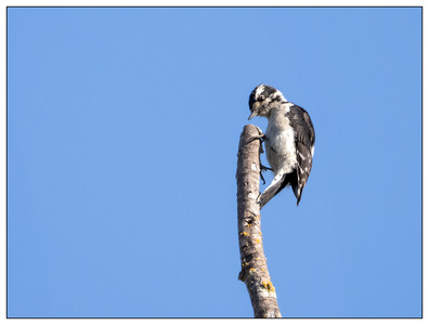 DownyWoodpecker-08132023.jpg