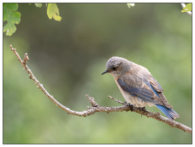 FemaleWesternBluebird-05132024.jpg