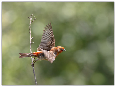 HouseFinch-05122024.jpg