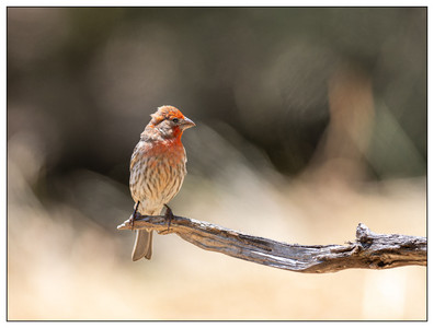 HouseFinch-05212024.jpg