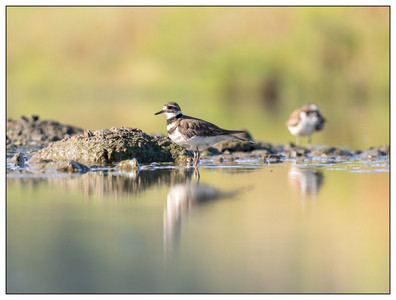 Killdeer-05112024.jpg