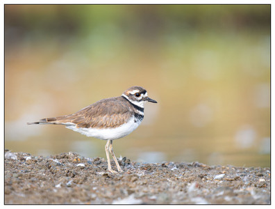 Killdeer-09152024.jpg