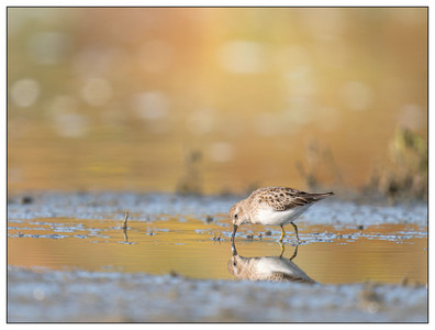 Least Sandpiper-09152024.jpg