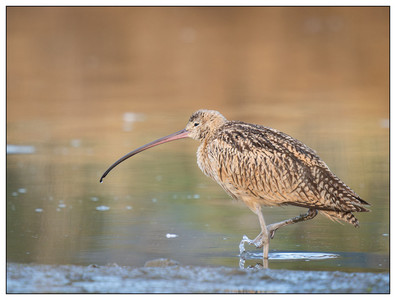 Long-billed Curlew-09152024-2.jpg