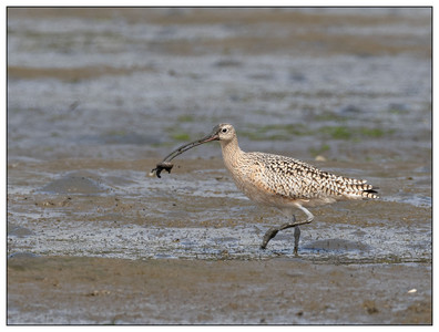 LongBilledCurlew-03302024.jpg