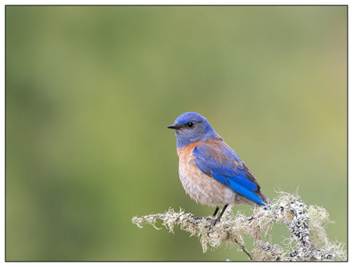 MaleWesternBlueBird-05132024.jpg