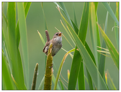 MarshWren-05182024.jpg