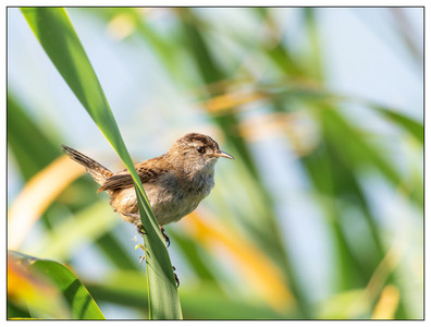 MarshWren-06012024.jpg