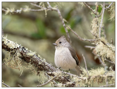 OakTitmouse-05152024.jpg