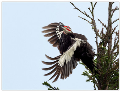 Pileated woodpecker-06072024.jpg