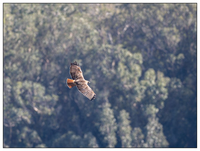 RedTailedHawk-02102024.jpg