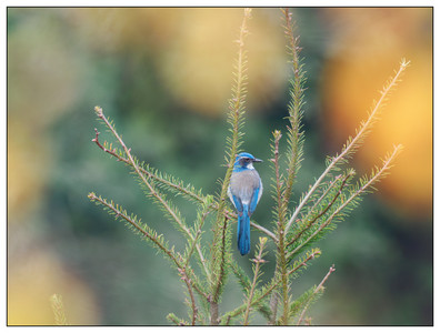 ScrubJay-12032023.jpg