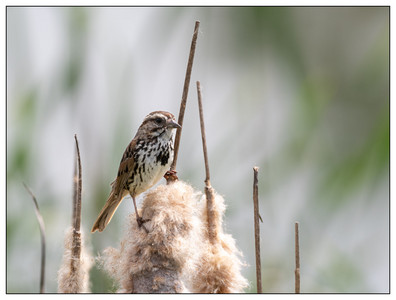 Song Sparrow-05182024.jpg