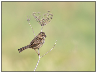 SongSparrow-05112024.jpg