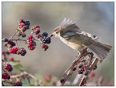 Sparrow eating Blackberries-11022024.jpg