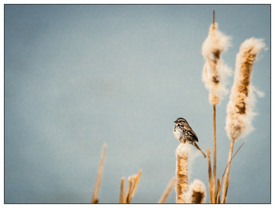 Sparrow&Reeds-03272022.jpg