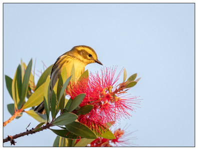 Townsends Warbler (Female)-10302024.jpg