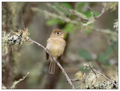 WesternFlycatcher2-05162024.jpg