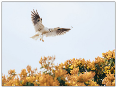 WhiteTailedKite-03102024.jpg