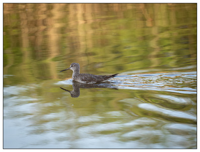 Willet-02252024.jpg