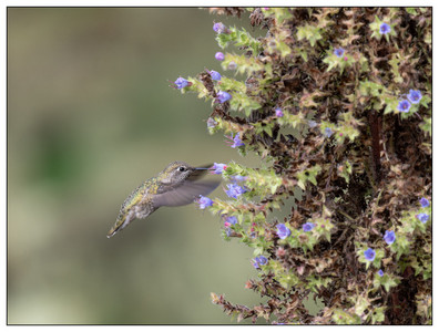 AnnasHummingbird-09022024.jpg