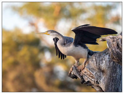 Australasian darter-3-04062025.jpg